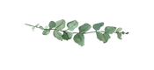 Untitled design (2)_edited.png