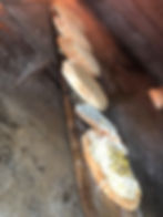 סמבוסק פיתה טוסט