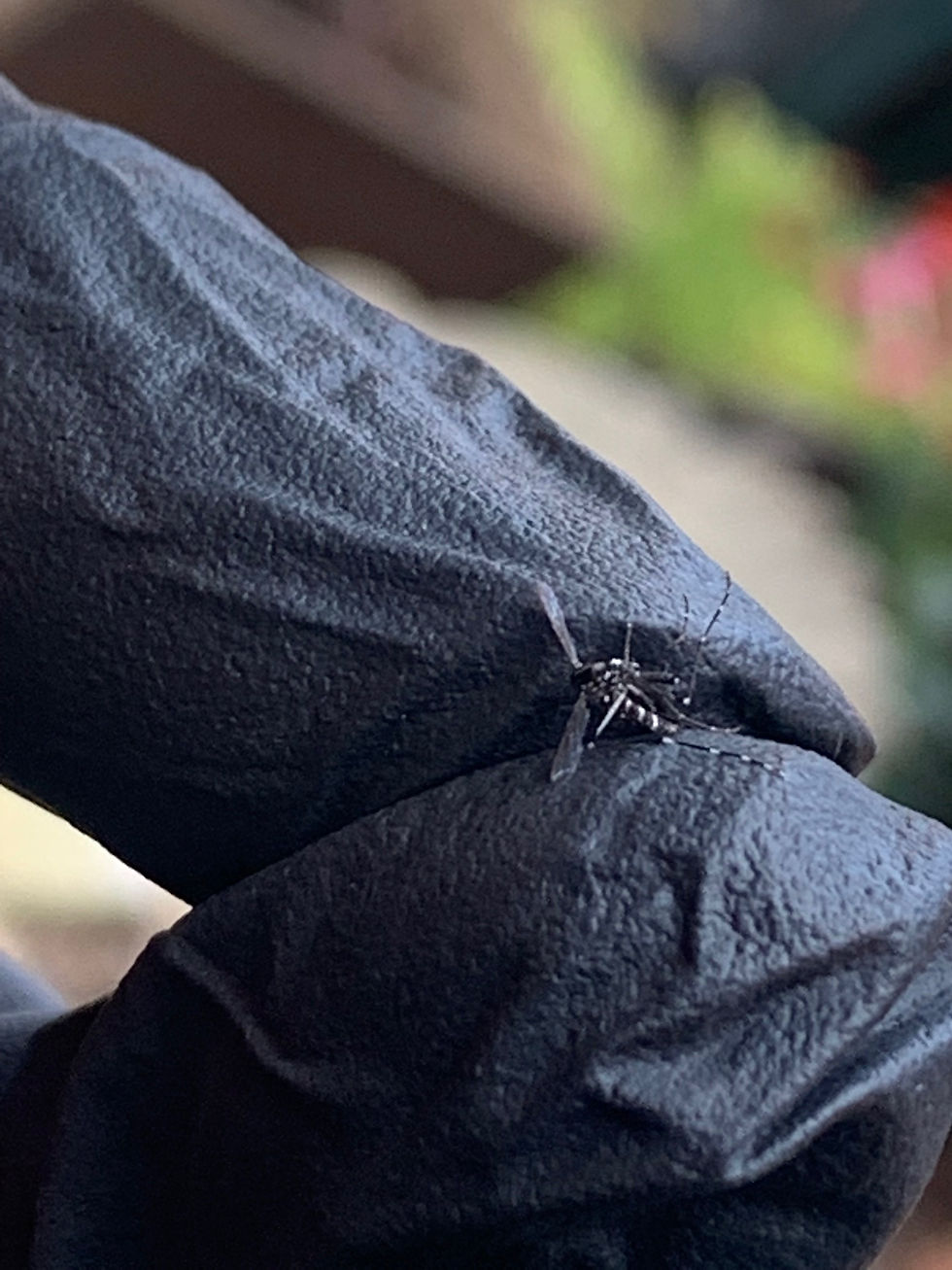 Aedes: aggressive day-biter