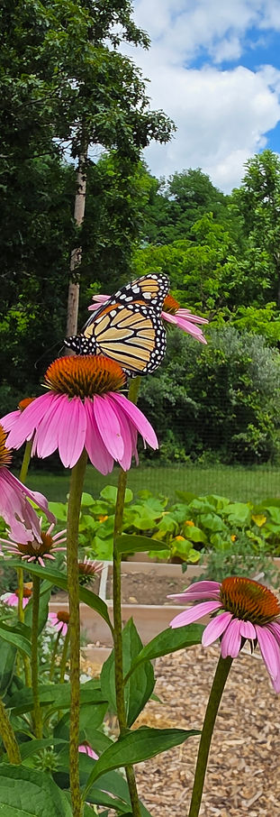 community garden rutherford.jpg