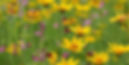 field of wildflowers_edited.jpg