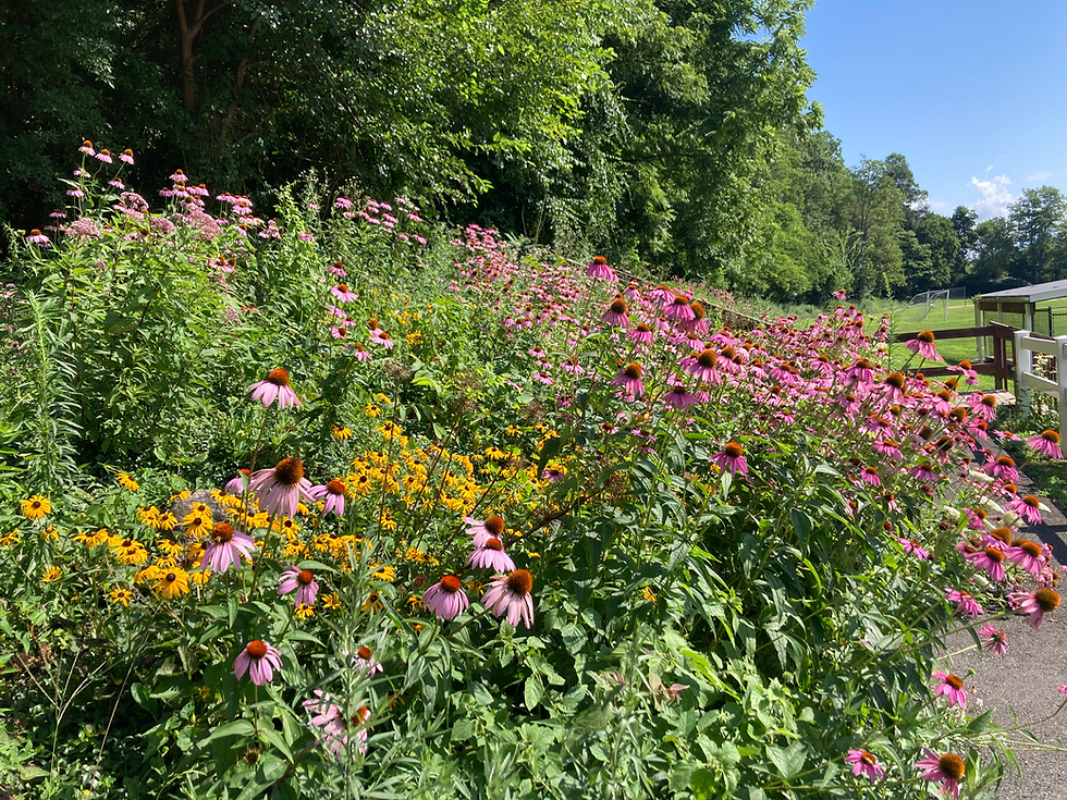 Purple coneflowers and Black-eyed Susans blooming in the garden.