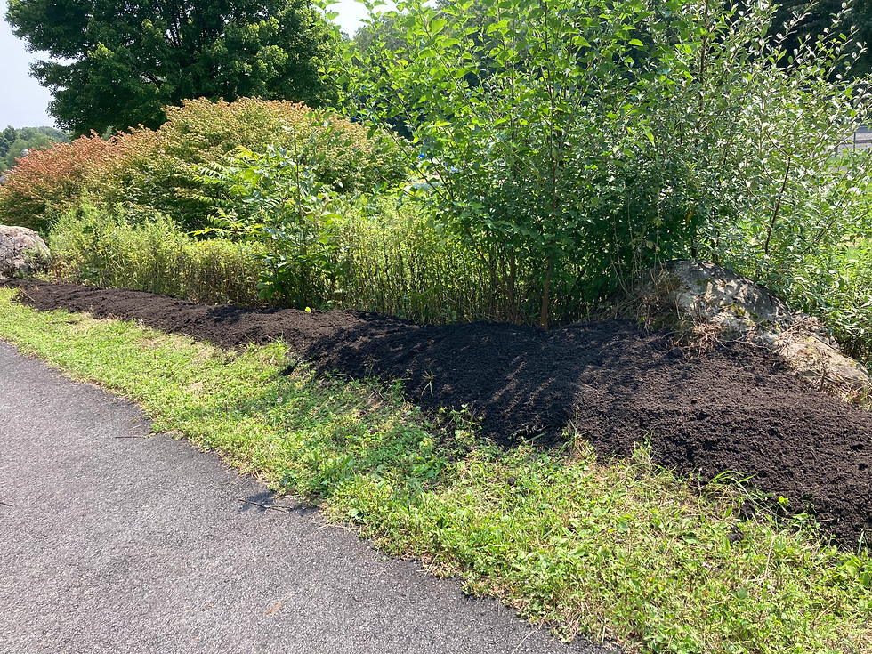 Before WCPP enhanced the garden.