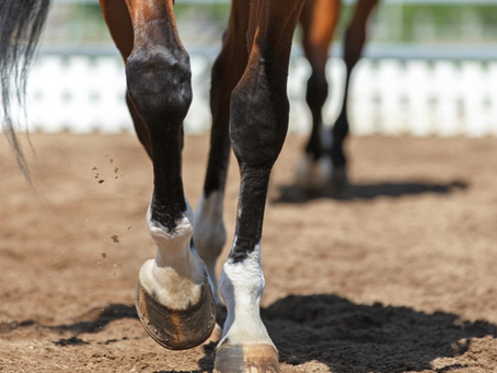 Silicon stimulates the body's own production of glucosamine in horses