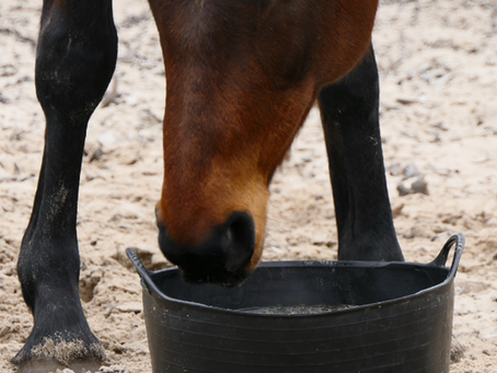 How do you support your horse's liver?