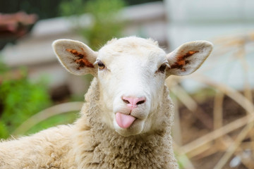 Close-up photo of a sheep looking directly at the camera with its tongue out.