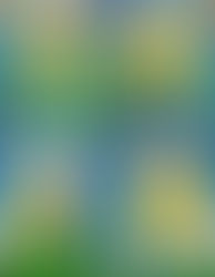 Spring Chicks Art Project