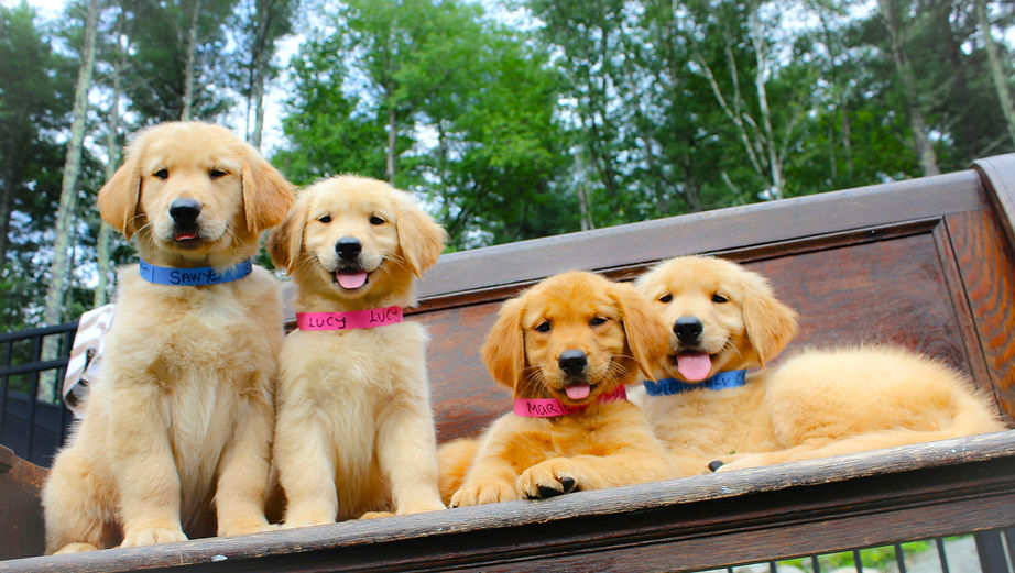 Sawyer-Lucy-Marley-Calvin.jpg