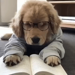 c90ebbdf88bf4c9dff951e04690cacbd.gif