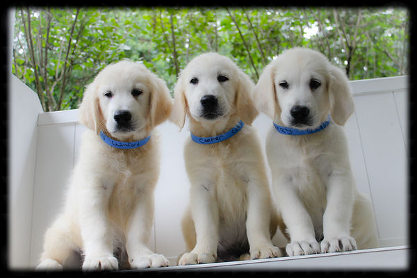 1-Winford-Cooper-Henry-AA1.jpg