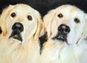 Two_British_Creams_Painting-215x154.jpg