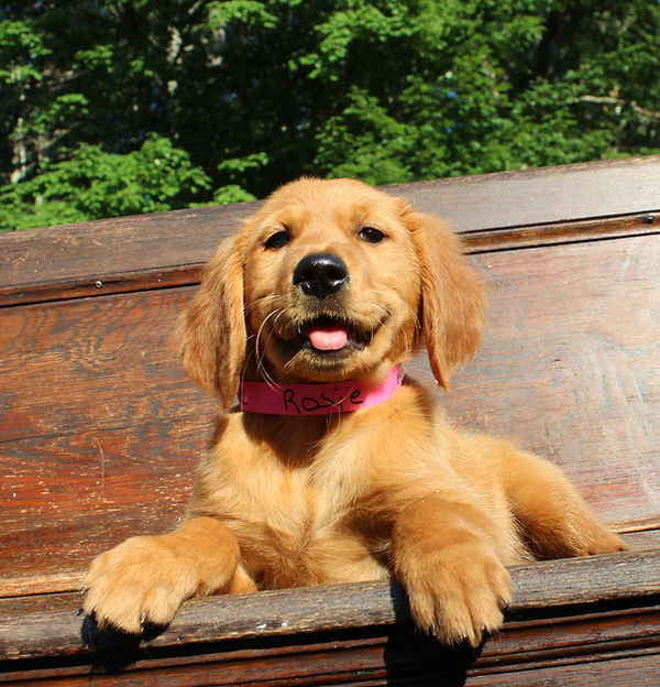 Rosie-1.jpg