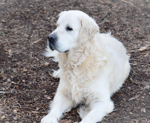 Jasper Sitting_edited.jpg