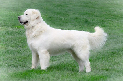 Charlie Select-1.jpg