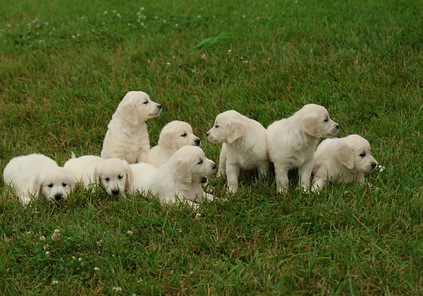 Pups - 6-weeks old-1.png