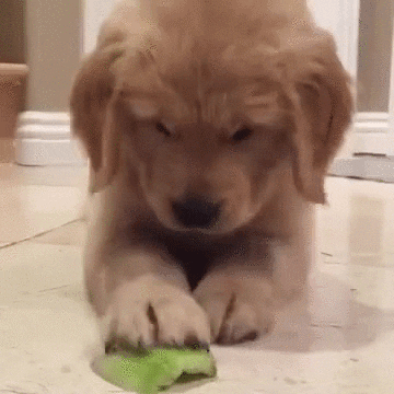 giphy.gif