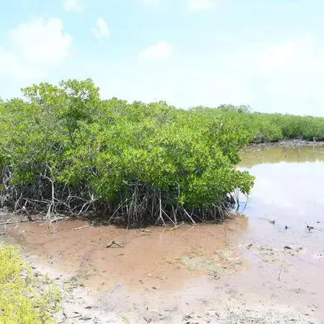 Human activity contributes to death of mangroves — scientists