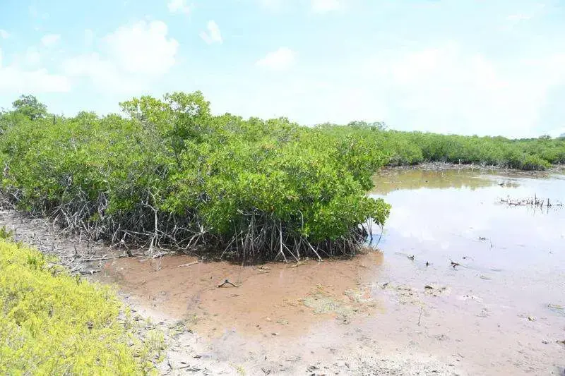 Human activity contributes to death of mangroves — scientists