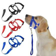 Miniature : Des colliers de tête pour chien de compagnie: une solution douce et efficace 