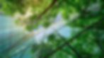 mirror-structure-reflect-light-green-tree-opposite-sun-aig.jpg