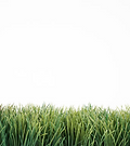 grass.PNG