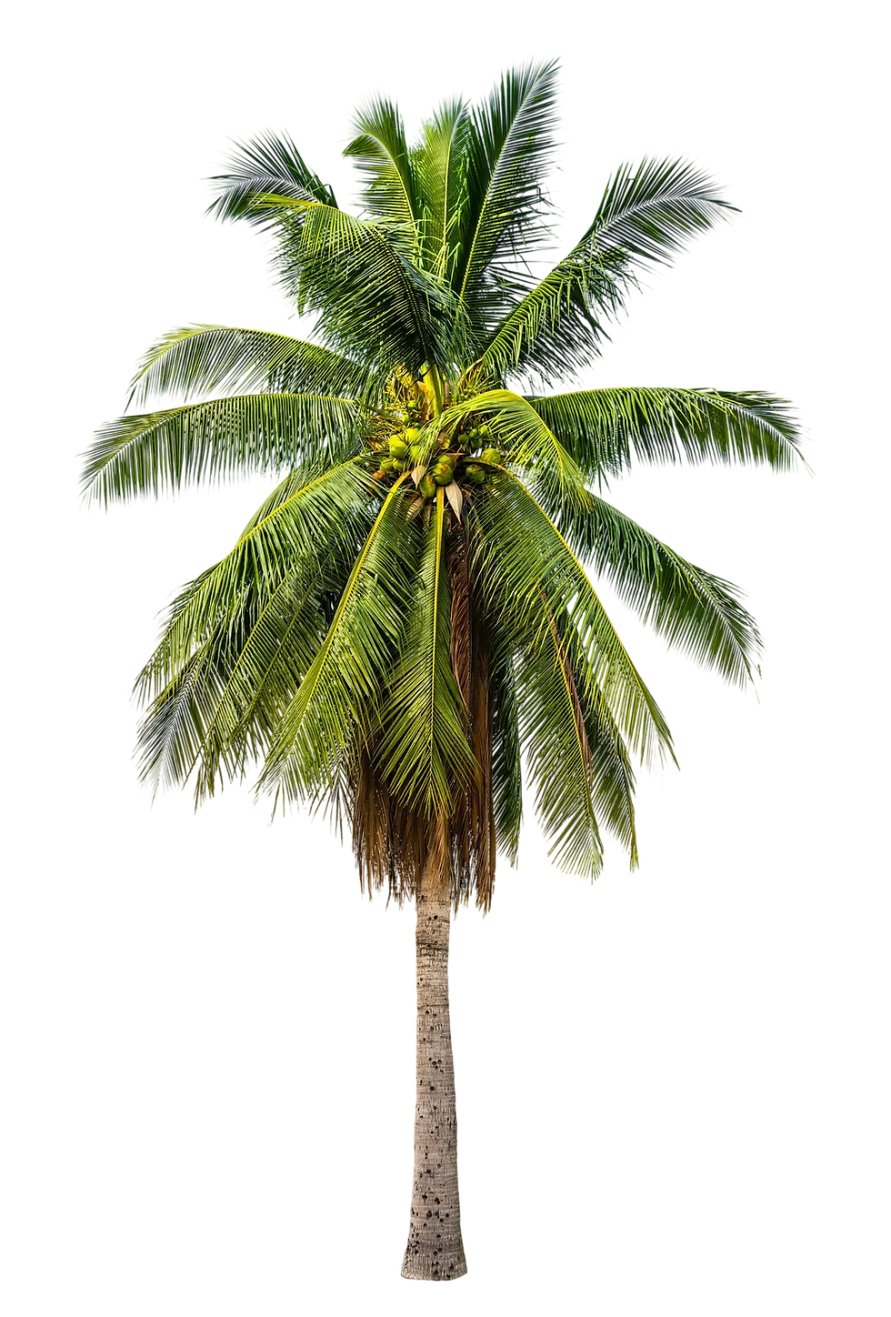 Coconut Palm Tree