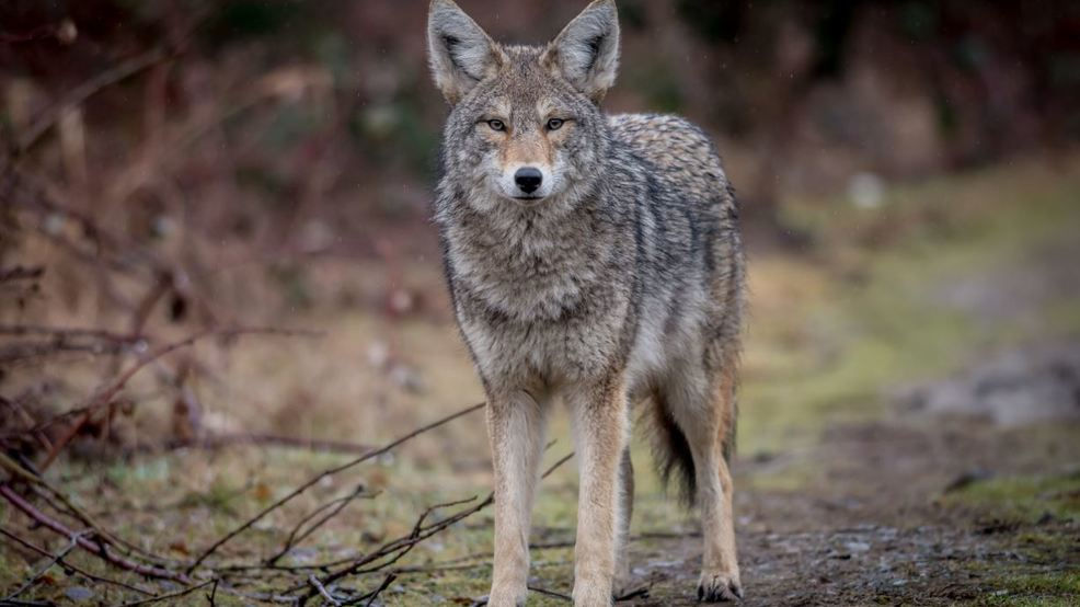 Coyote sightings are on the rise in Connecticut