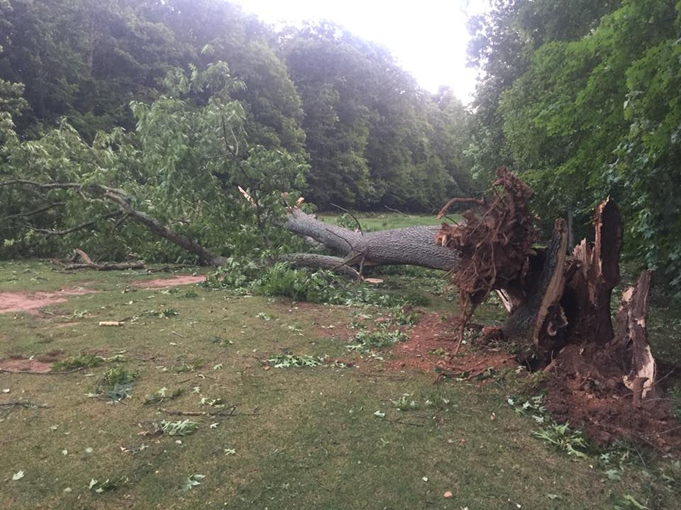 Tree damage - Hunter Golf Club
