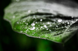 Naturephotography
