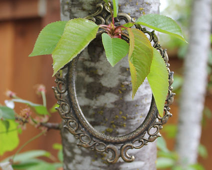 Frame on tree branch.JPG