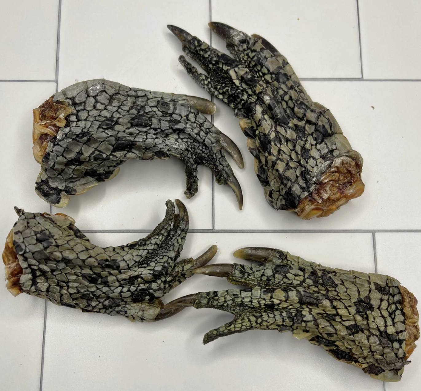 Crocodile feet dog treats