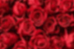 cartoon-roses_edited.jpg