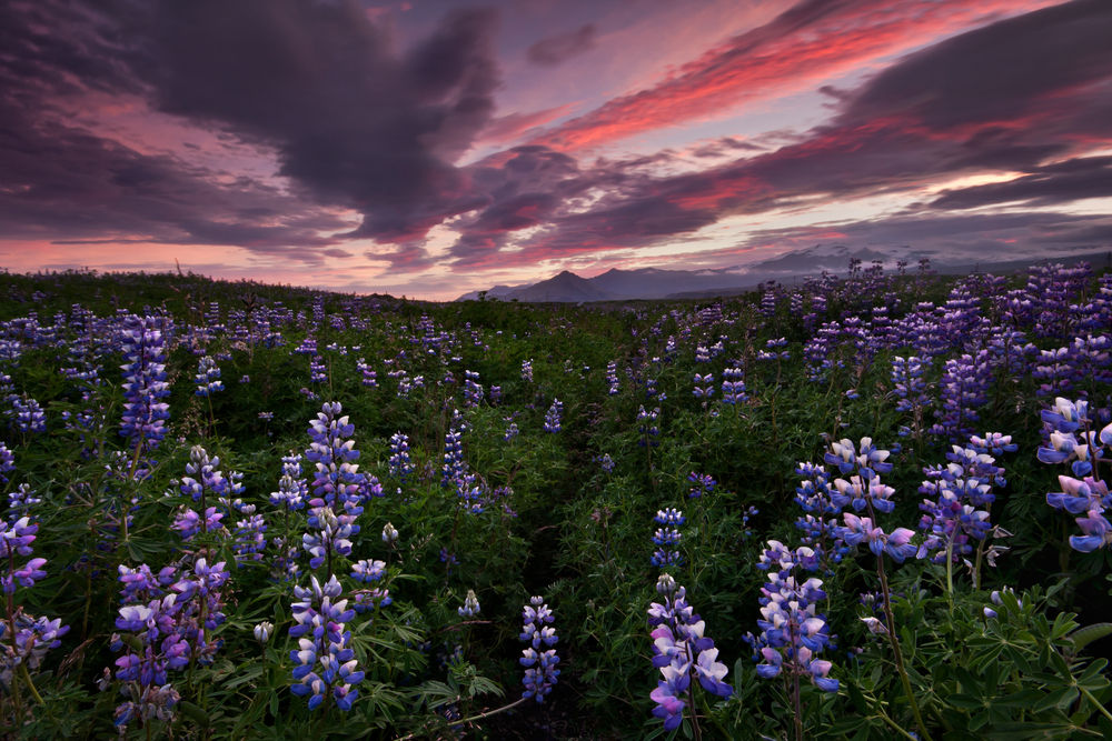 The Ultimate Guide to Iceland in Spring