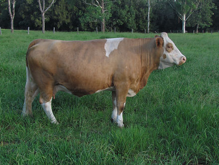 One of the first females brought by Jarravale Simmentals