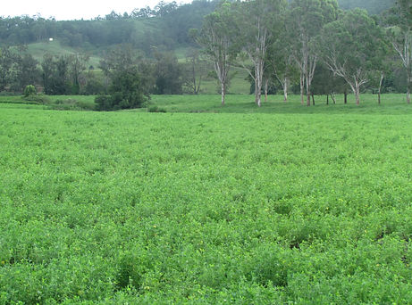 Jarravale Simmentals