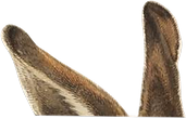 Hasenohren Dürerhase