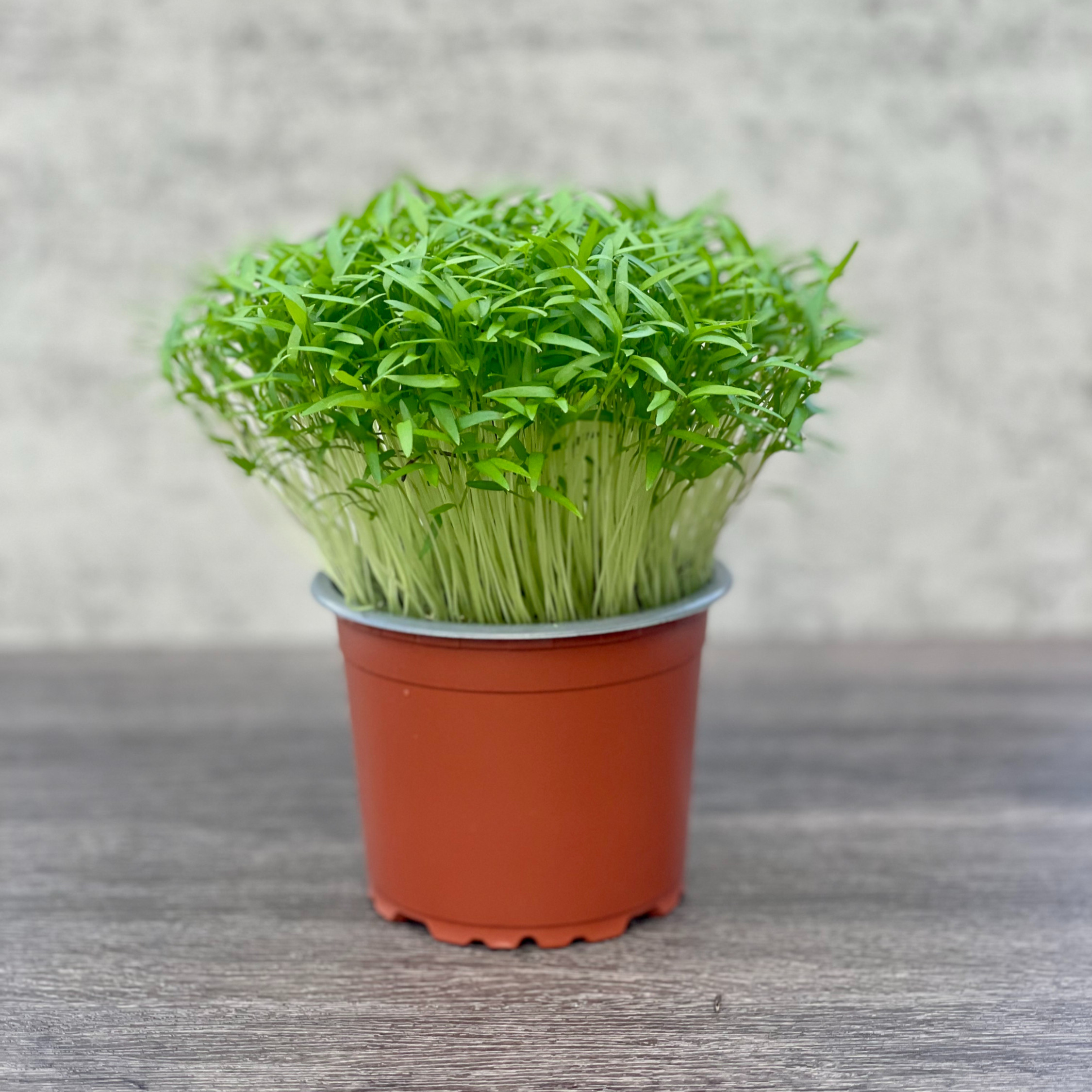 Chervil Microgreens