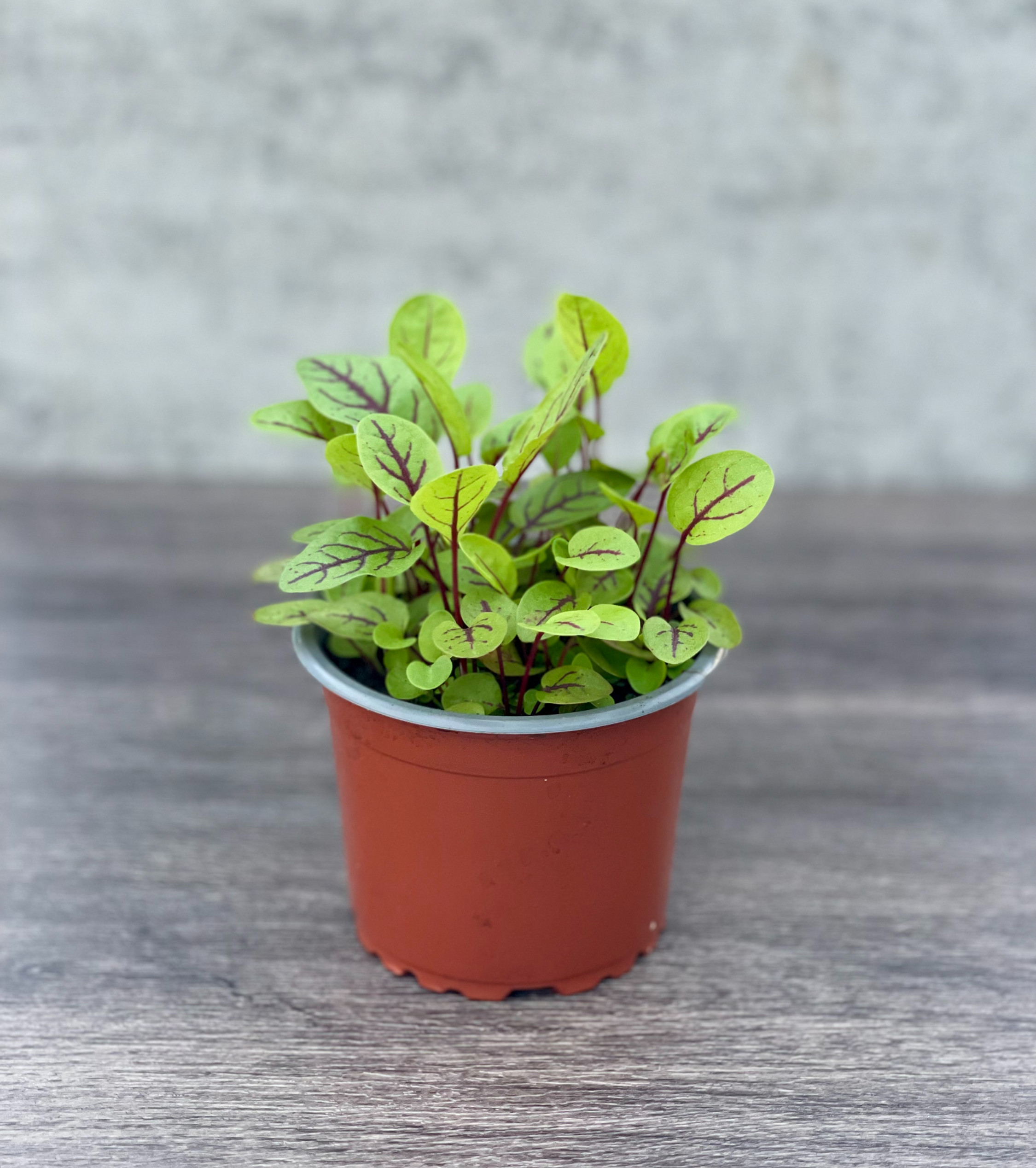 Red Vein Sorrel Microgreens