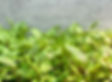 IMG_4510.jpeg
