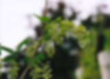 Humulus%20lupulus%20(manlijk)1.jpg