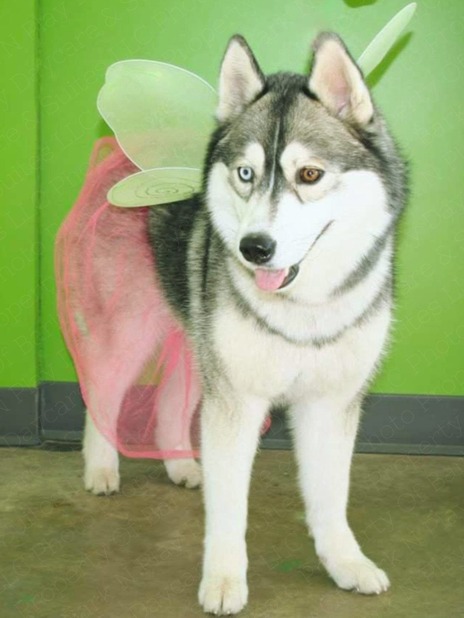 Aashka, Bark N Play’s August Dog of the Month, is a gray-and-white Siberian Husky with one blue eye and one brown eye, standing indoors in a pink fairy costume with translucent wings.