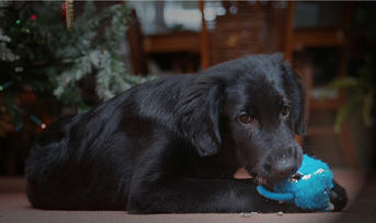 Puppy Flatcoat Retriever.jpeg