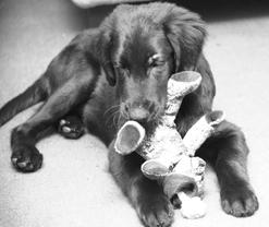 Puppy Flatcoat Retriever