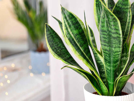 As plantas a seu favor!