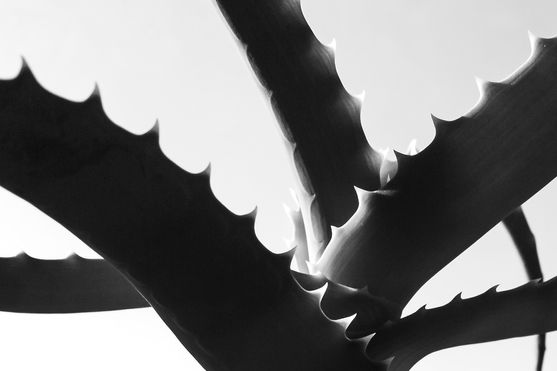 Close-up of aloe vera leaves with serrated edges against a bright background – Photography from the series 'Transgression durch Hoffnung' by Alfred Stoll, 2025–2026. Metamodern Art; Exhibition kultur.lokal.fürth; Metamodernism; Metamodern Grotesk.