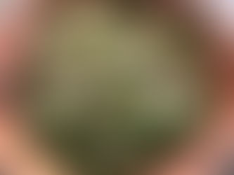 Healthy Recipe, Mixed Lettuce Salad with Apples, Toasted Pecans, and Shaved Parmesan