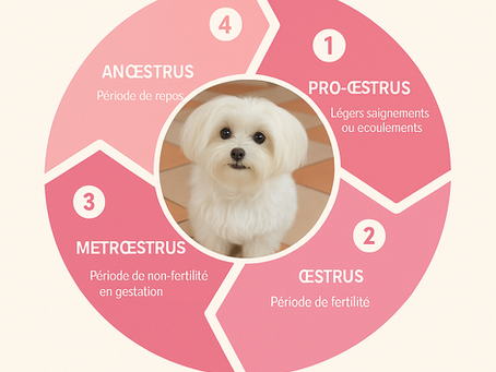 Comprendre le Cycle de Chaleur chez les chiennes