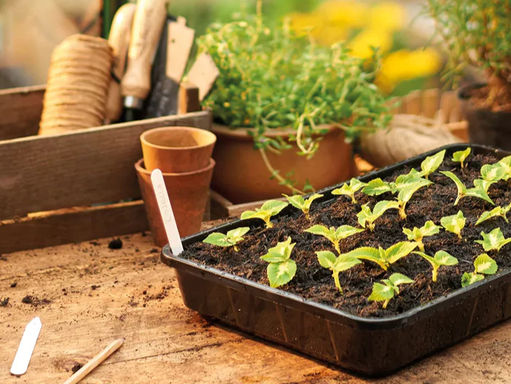 Growing at home: from Spring to Summer