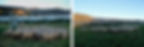 A flock of sheep at the Majura Community Energy Project