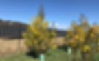 Spring wattles in bloom at the Majura Community Energy Project